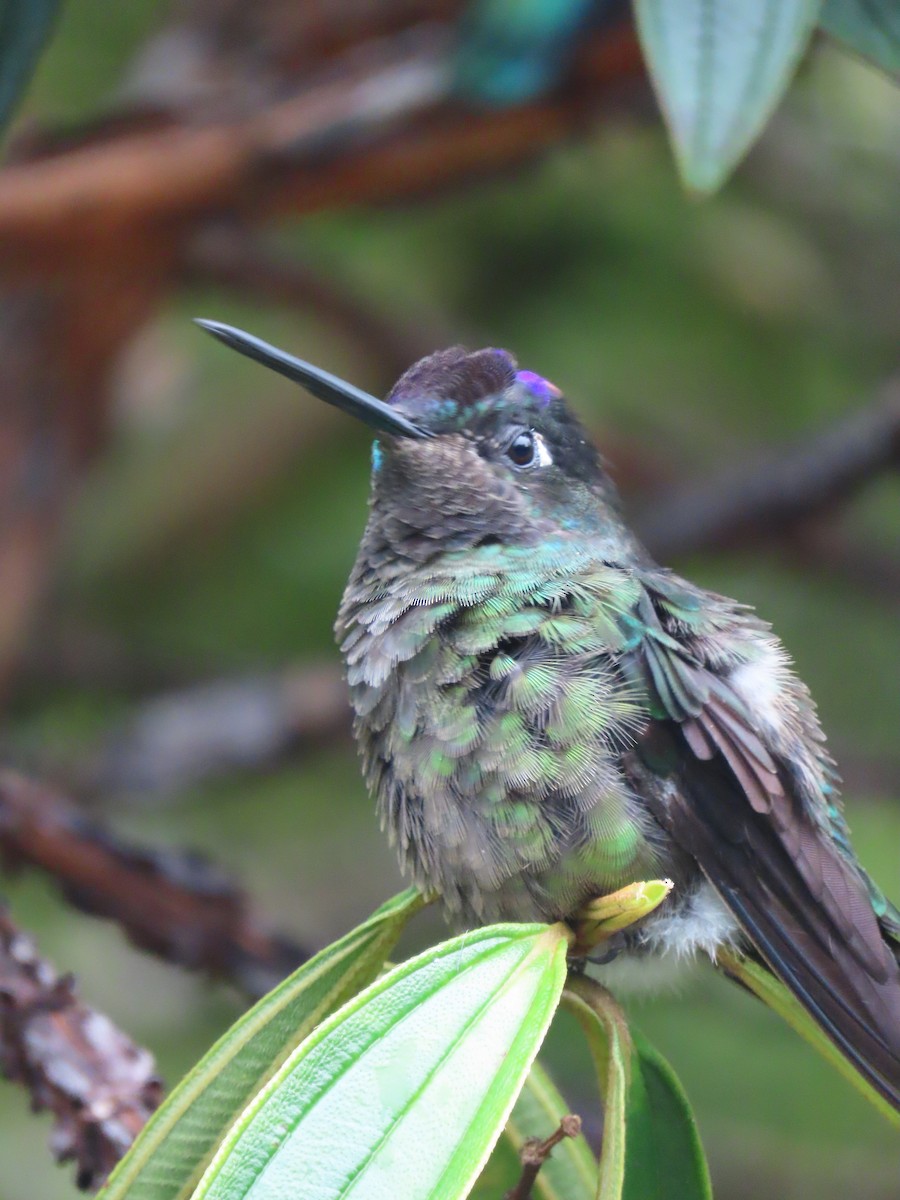 Colibrí de Talamanca - ML620478297