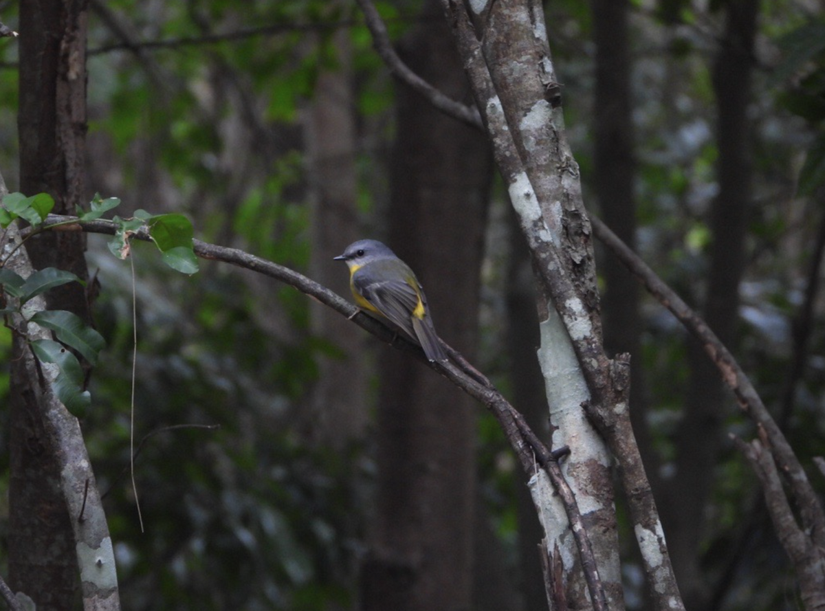 Eastern Yellow Robin - ML620478298