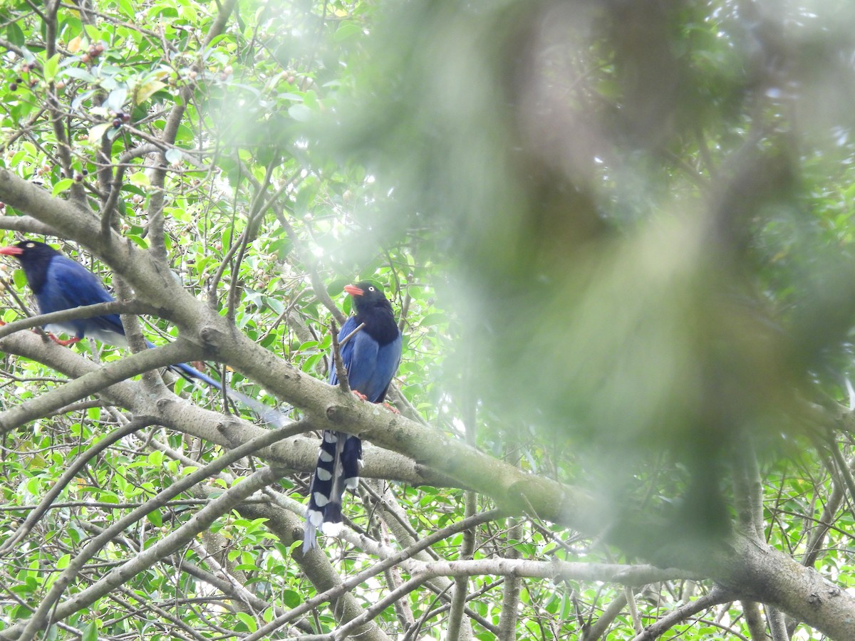 Taiwan Blue-Magpie - ML620478299