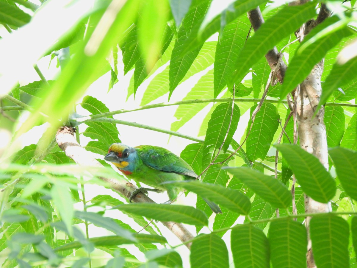 barbet tchajwanský - ML620478301