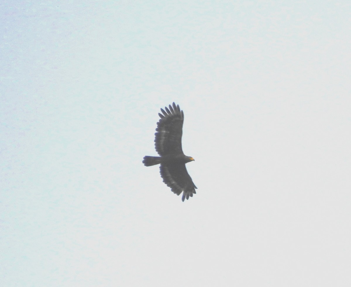 Crested Serpent-Eagle - ML620478303