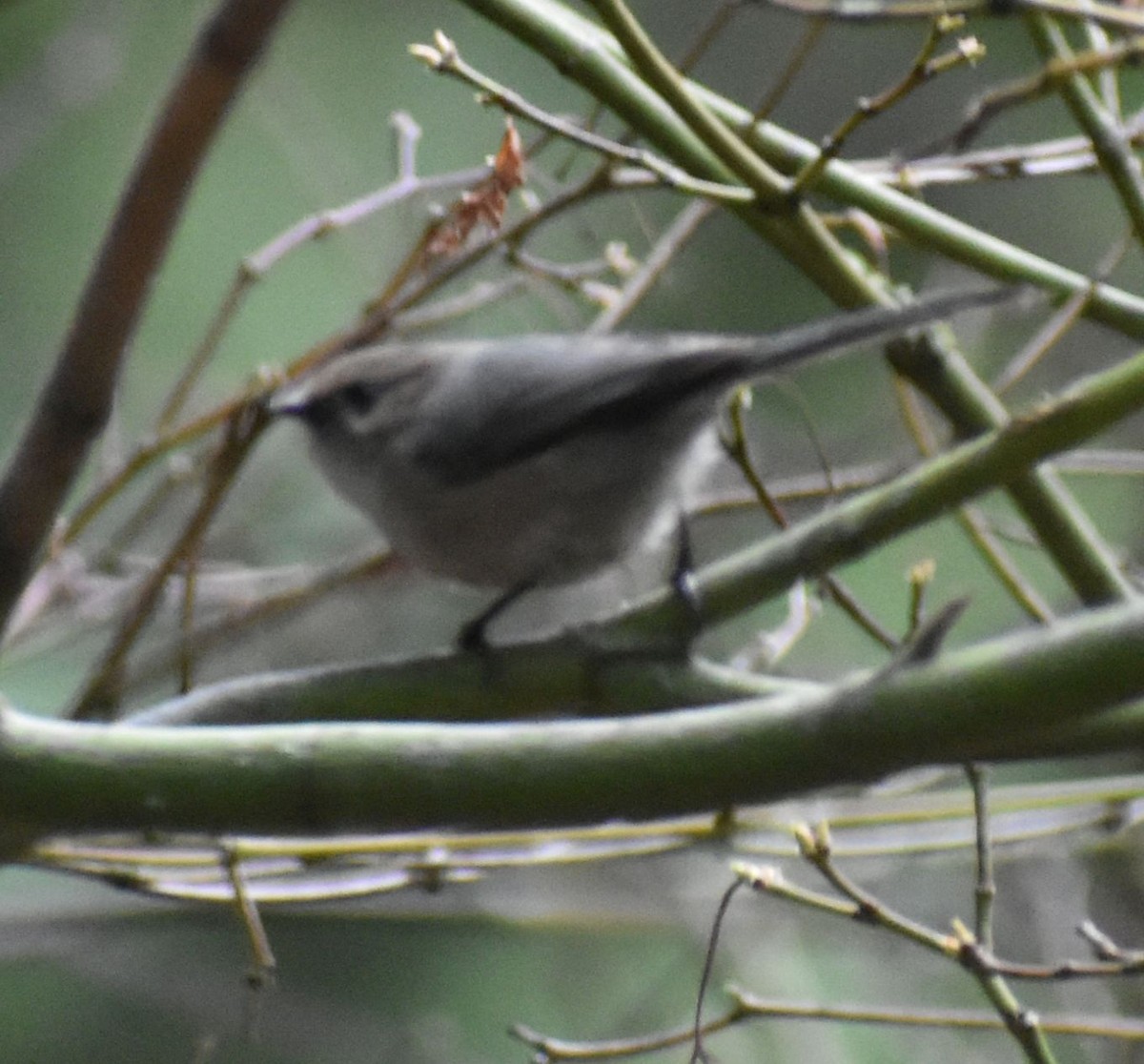 Bushtit - ML620478304