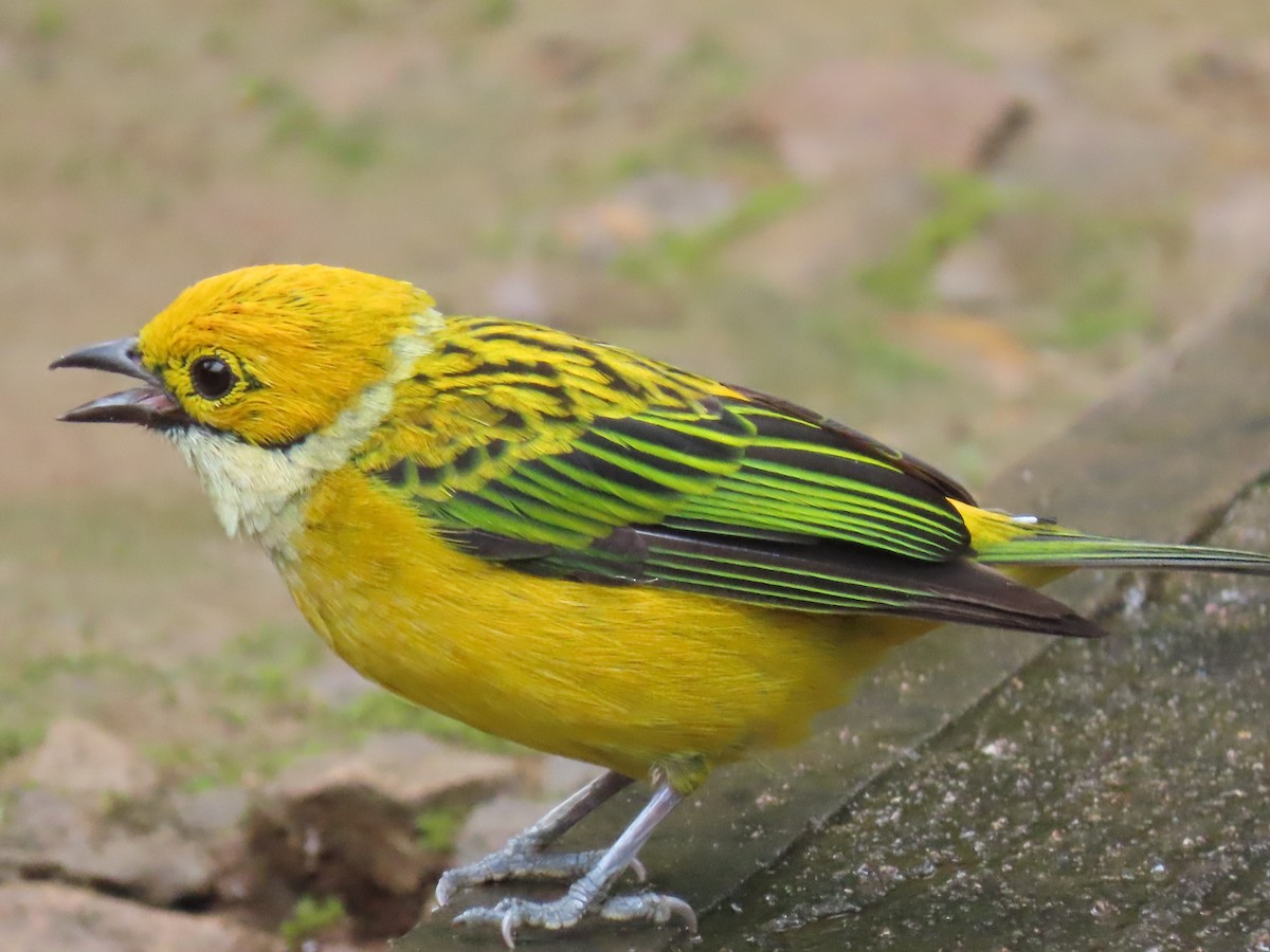 Silver-throated Tanager - Jeff  Witters