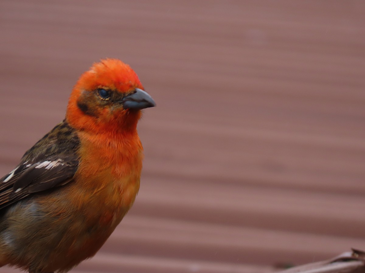 Flame-colored Tanager - ML620478314