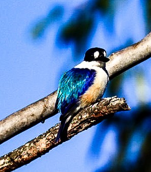 Forest Kingfisher - ML620478315