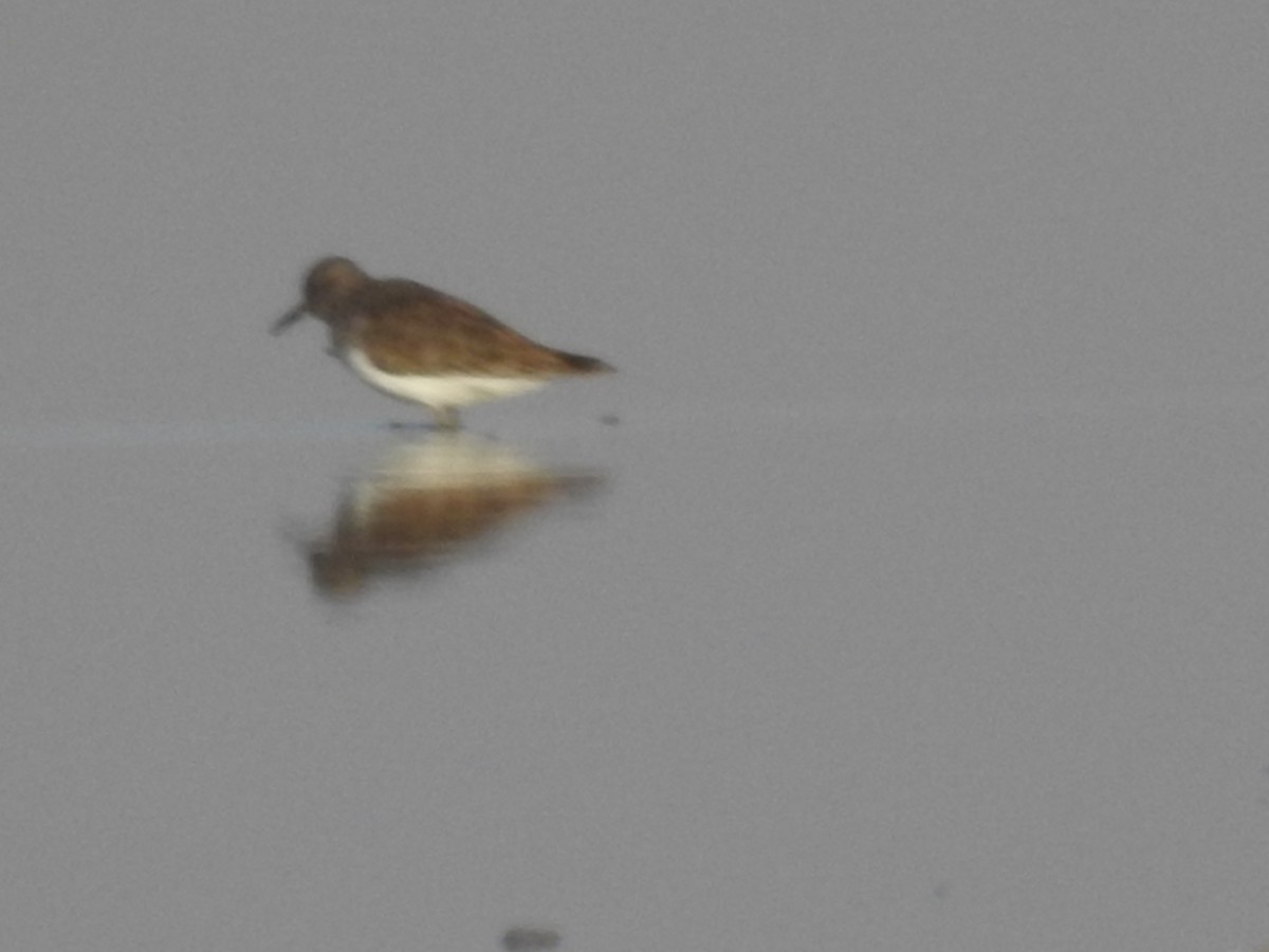 Common Sandpiper - ML620478320