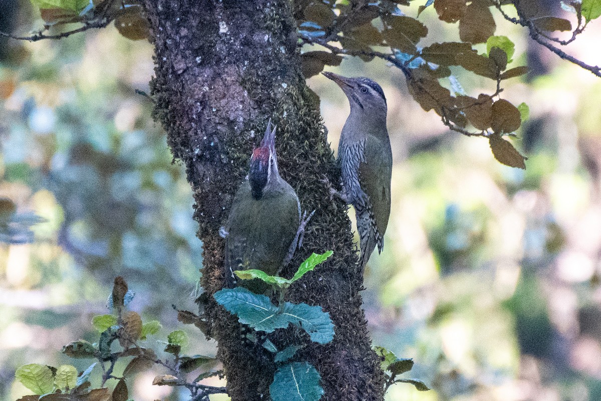 Scaly-bellied Woodpecker - ML620478327