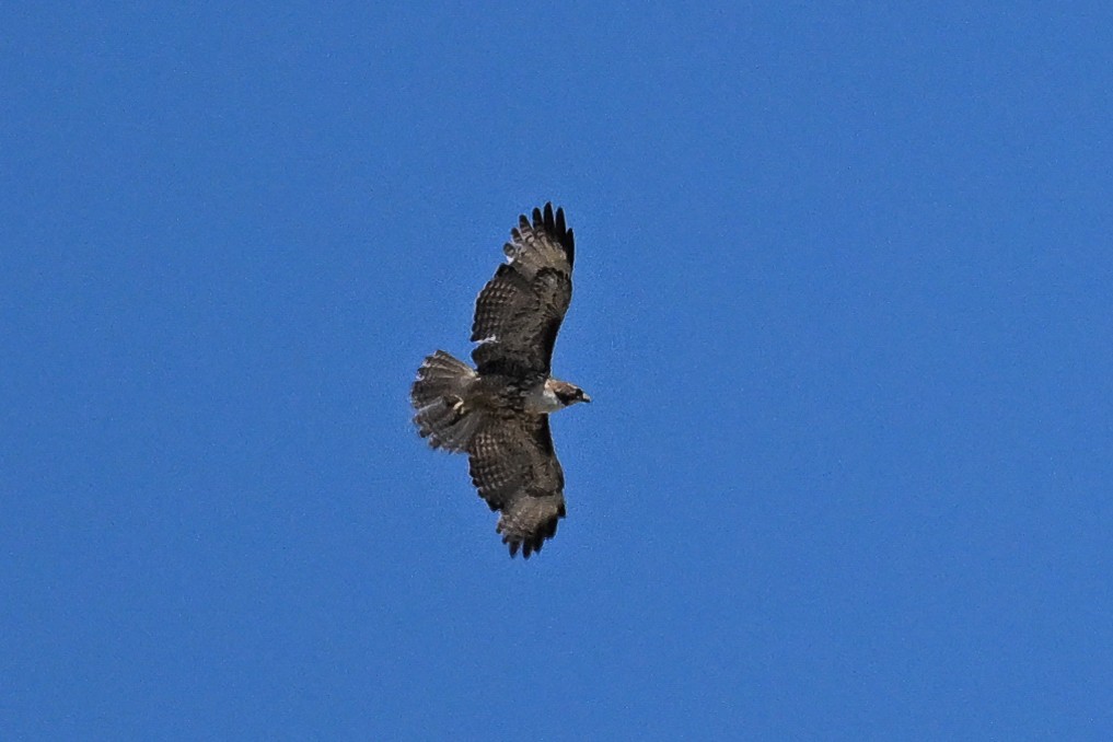 Red-tailed Hawk - ML620478329