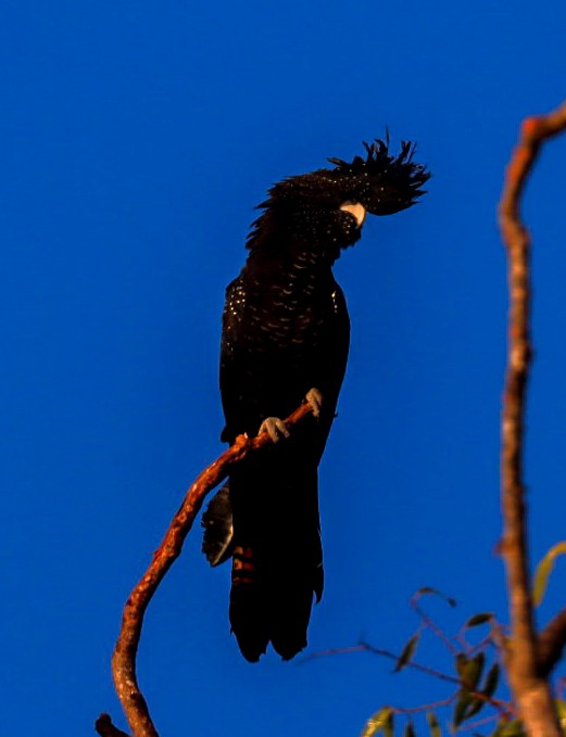 Red-tailed Black-Cockatoo - ML620478330