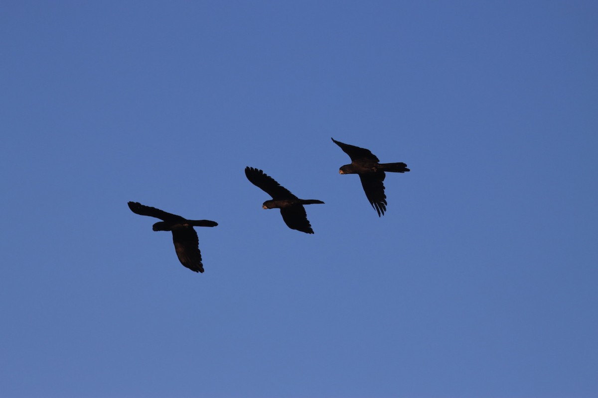 Red-tailed Black-Cockatoo - ML620478331