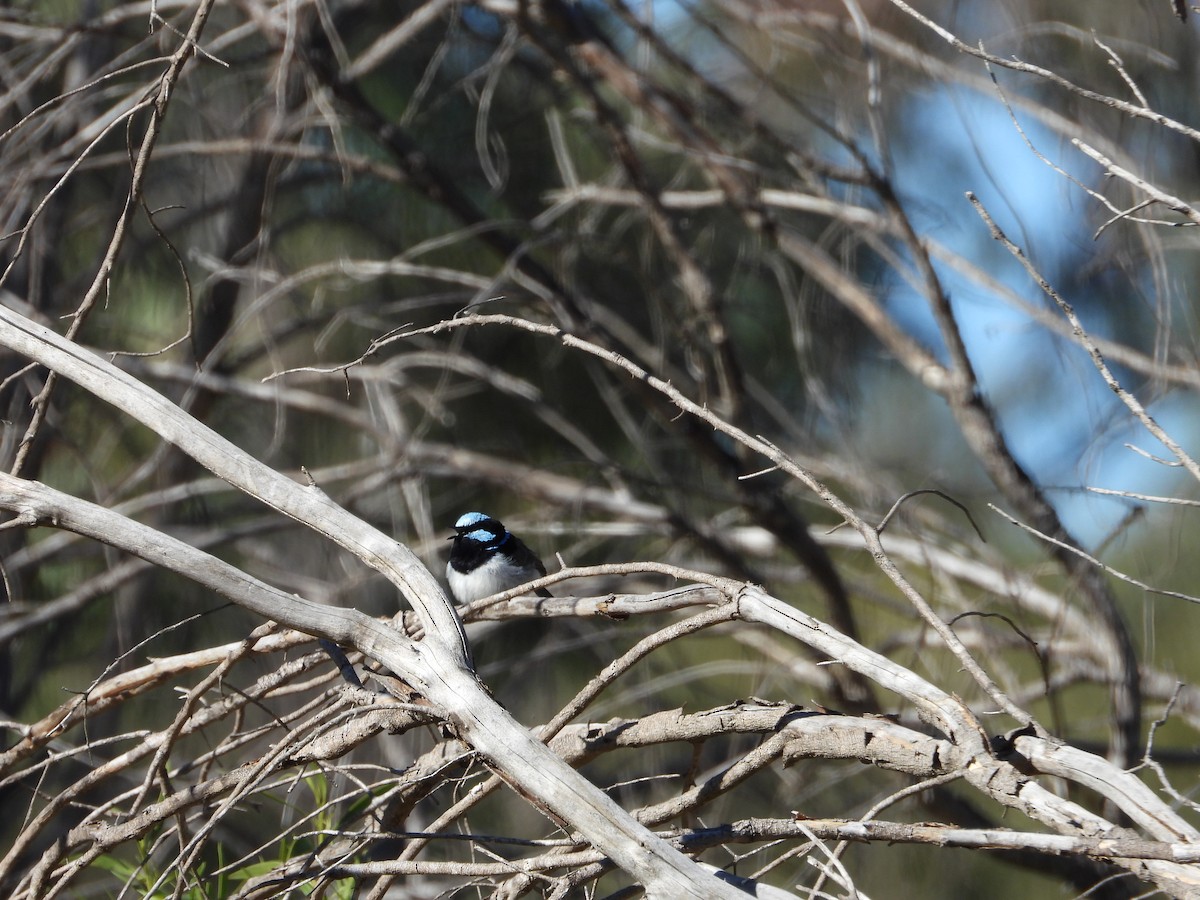 Superb Fairywren - ML620478333