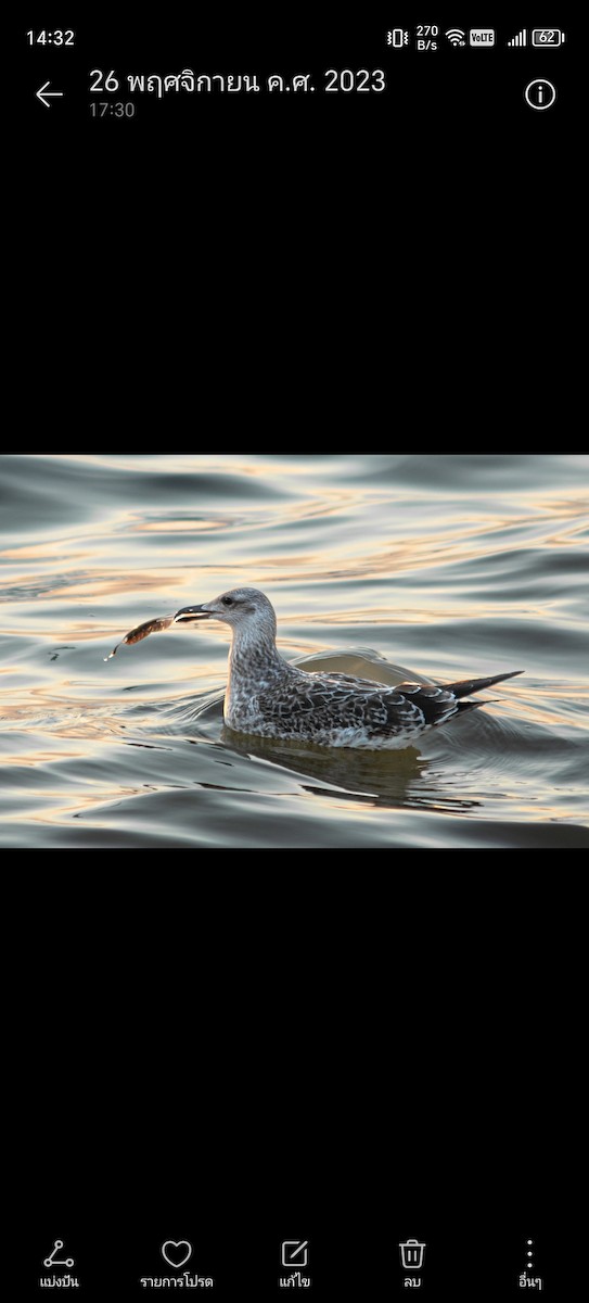 Gaviota Sombría (heuglini) - ML620478342