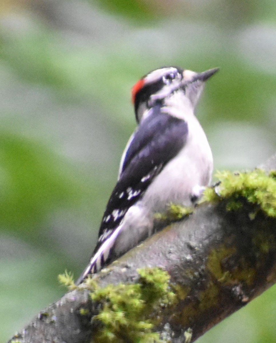 Downy Woodpecker - ML620478343