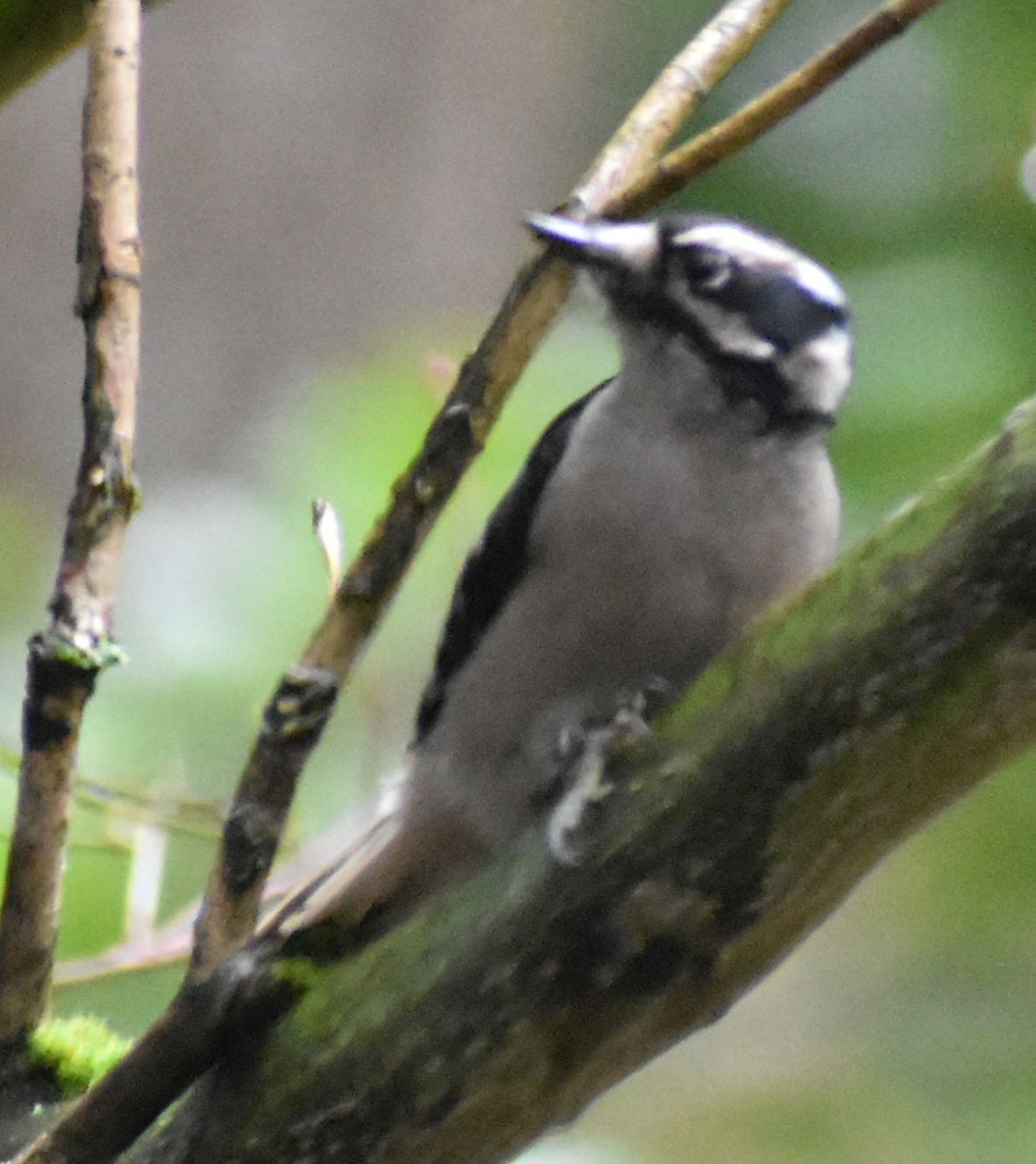 Downy Woodpecker - ML620478344