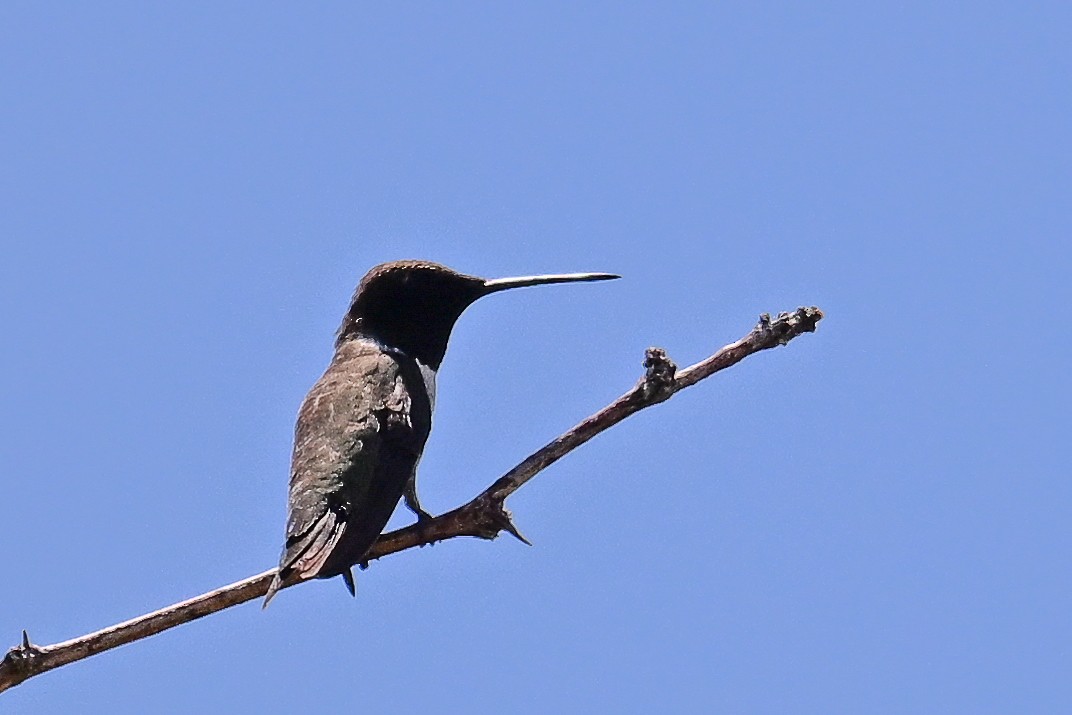 Black-chinned Hummingbird - ML620478346