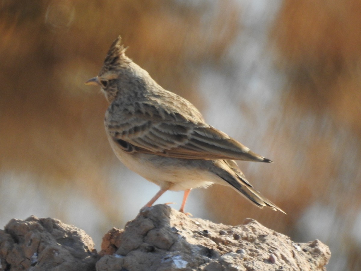 Crested Lark - Mohammad Fallah