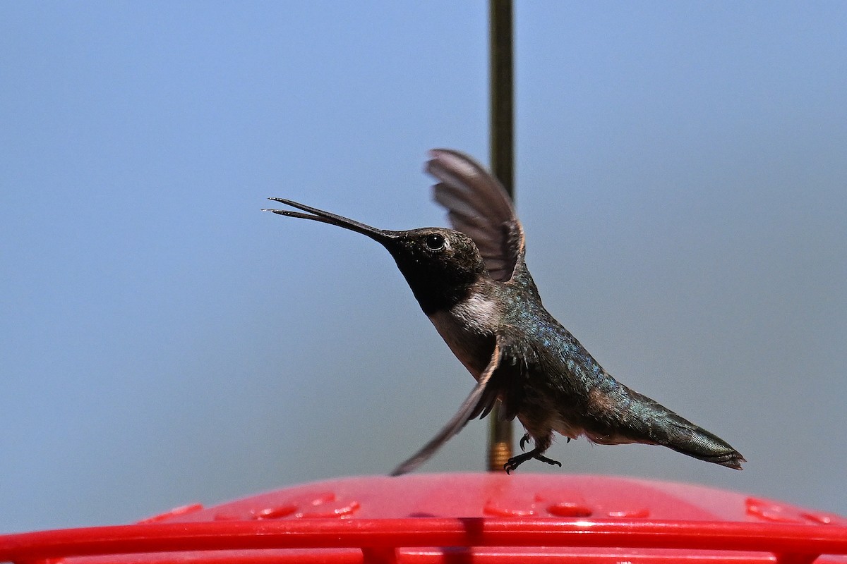 Black-chinned Hummingbird - ML620478349