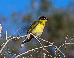 Australasian Figbird - ML620478350