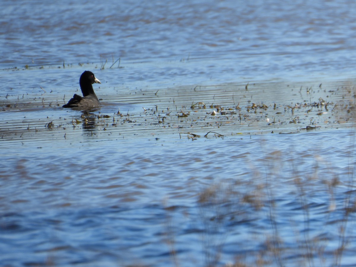 Eurasian Coot - ML620478353