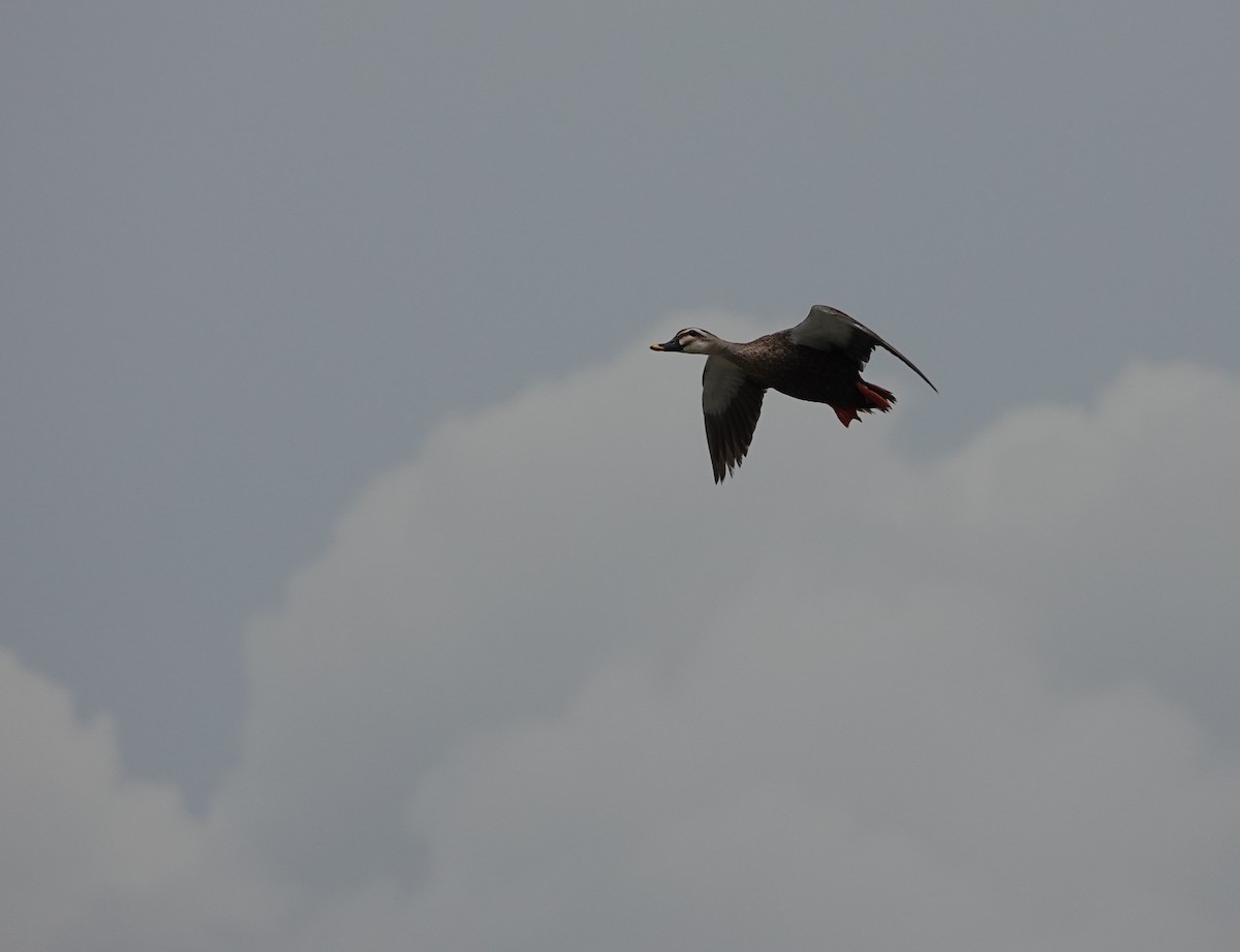 Eastern Spot-billed Duck - ML620478355