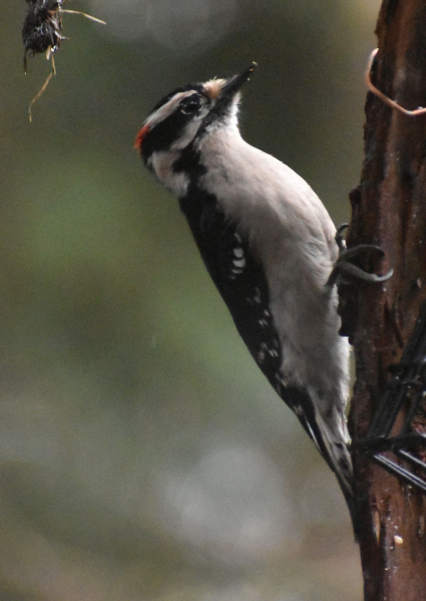 Downy Woodpecker - ML620478361