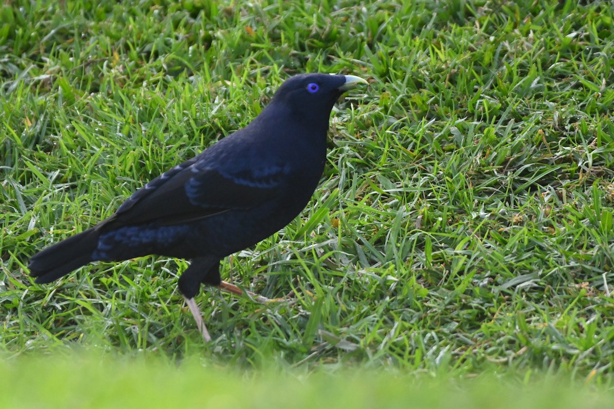 Satin Bowerbird - ML620478363