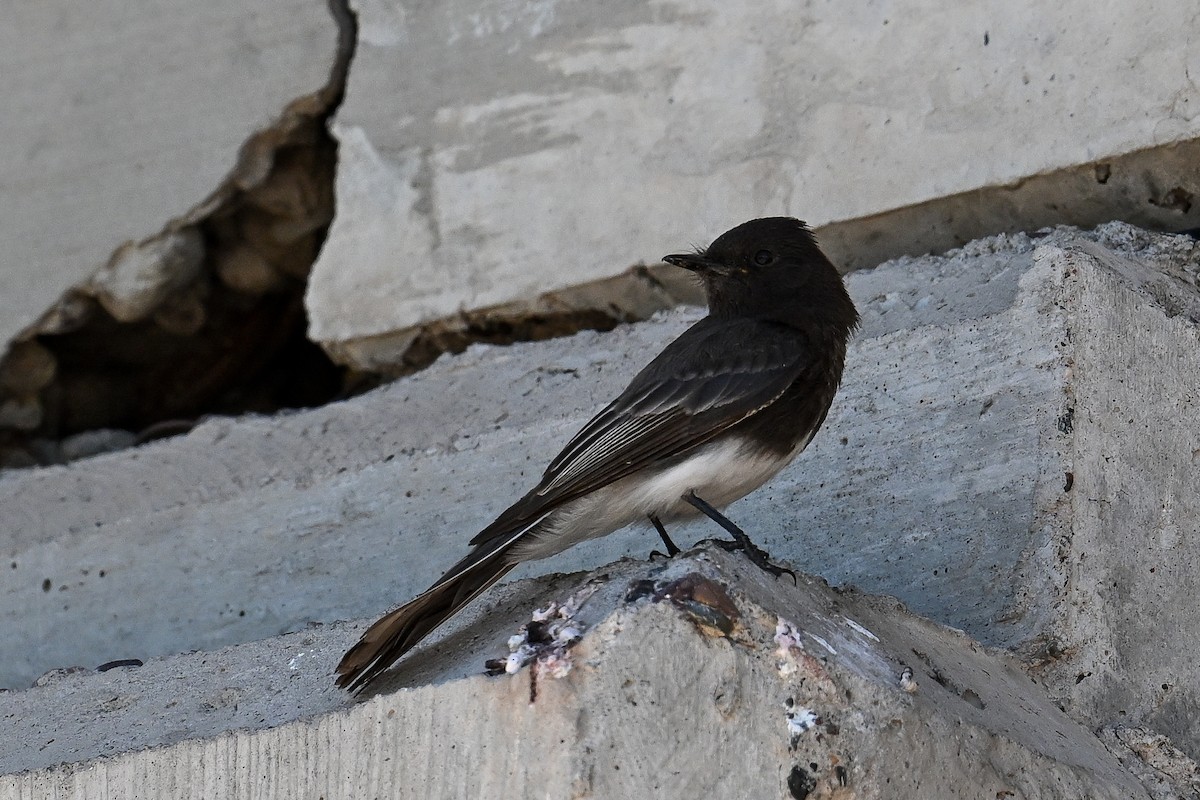 Black Phoebe - ML620478369