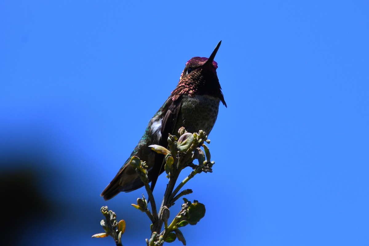 rødmaskekolibri - ML620478370