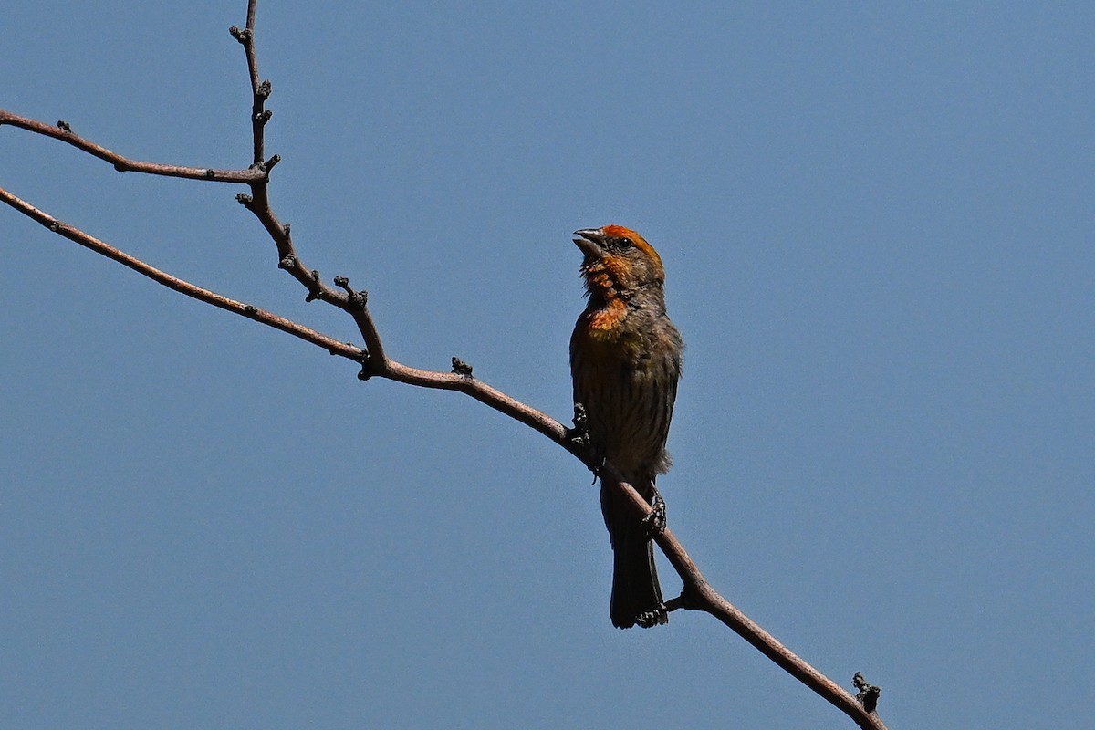 House Finch - ML620478375