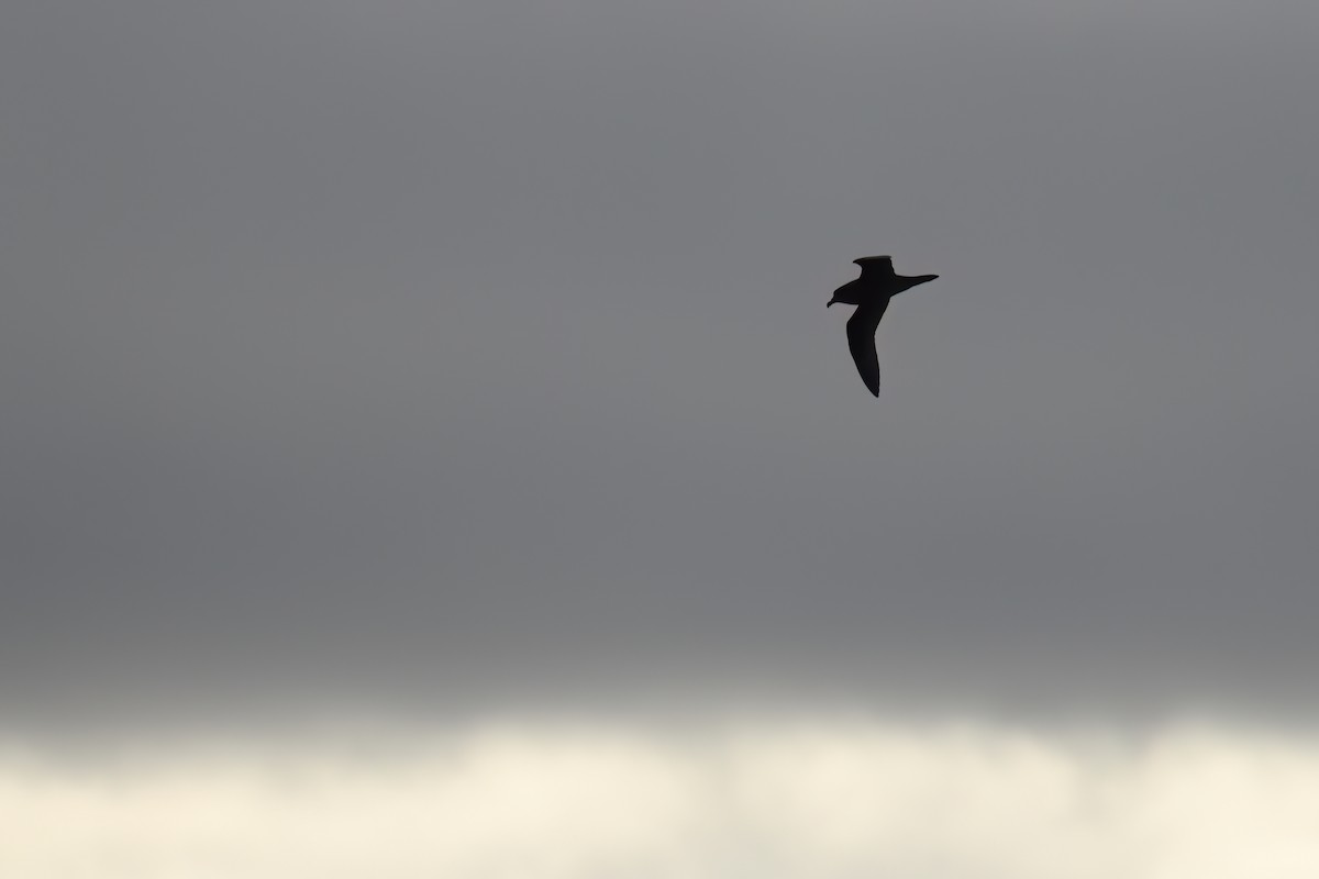 Great-winged Petrel - ML620478377