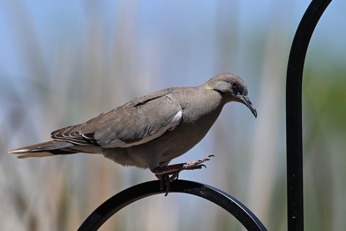 White-winged Dove - ML620478381