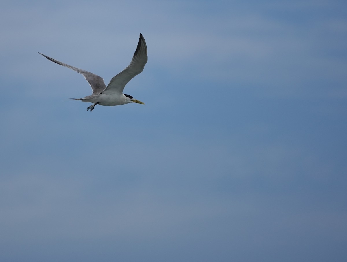 Great Crested Tern - ML620478382