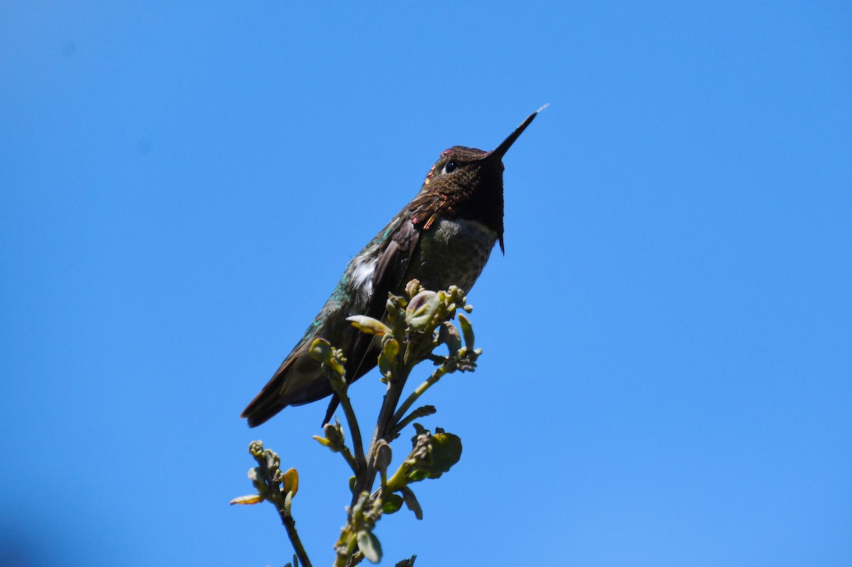 Anna's Hummingbird - ML620478385