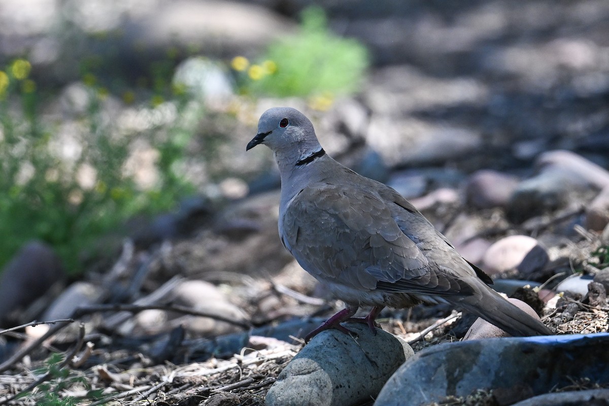 Eurasian Collared-Dove - ML620478390