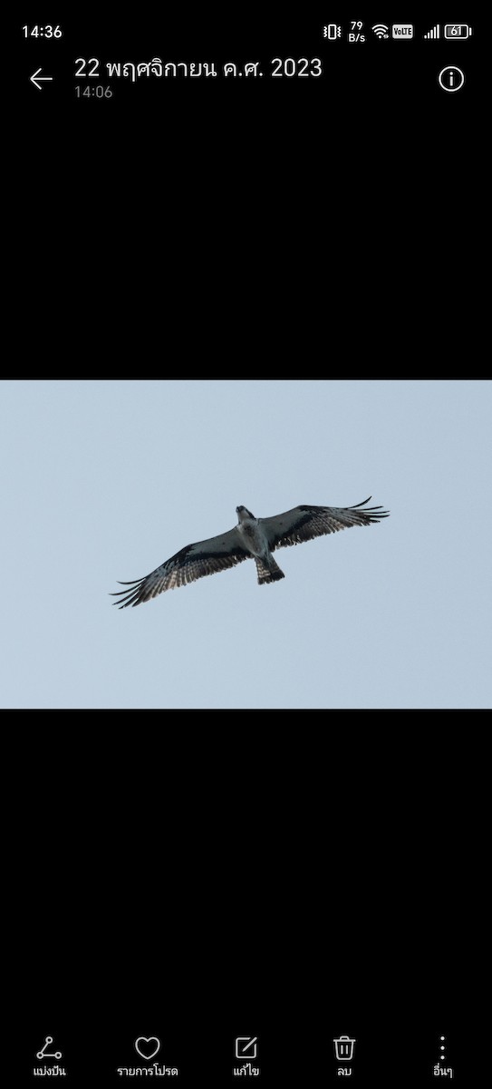 Águila Pescadora - ML620478393