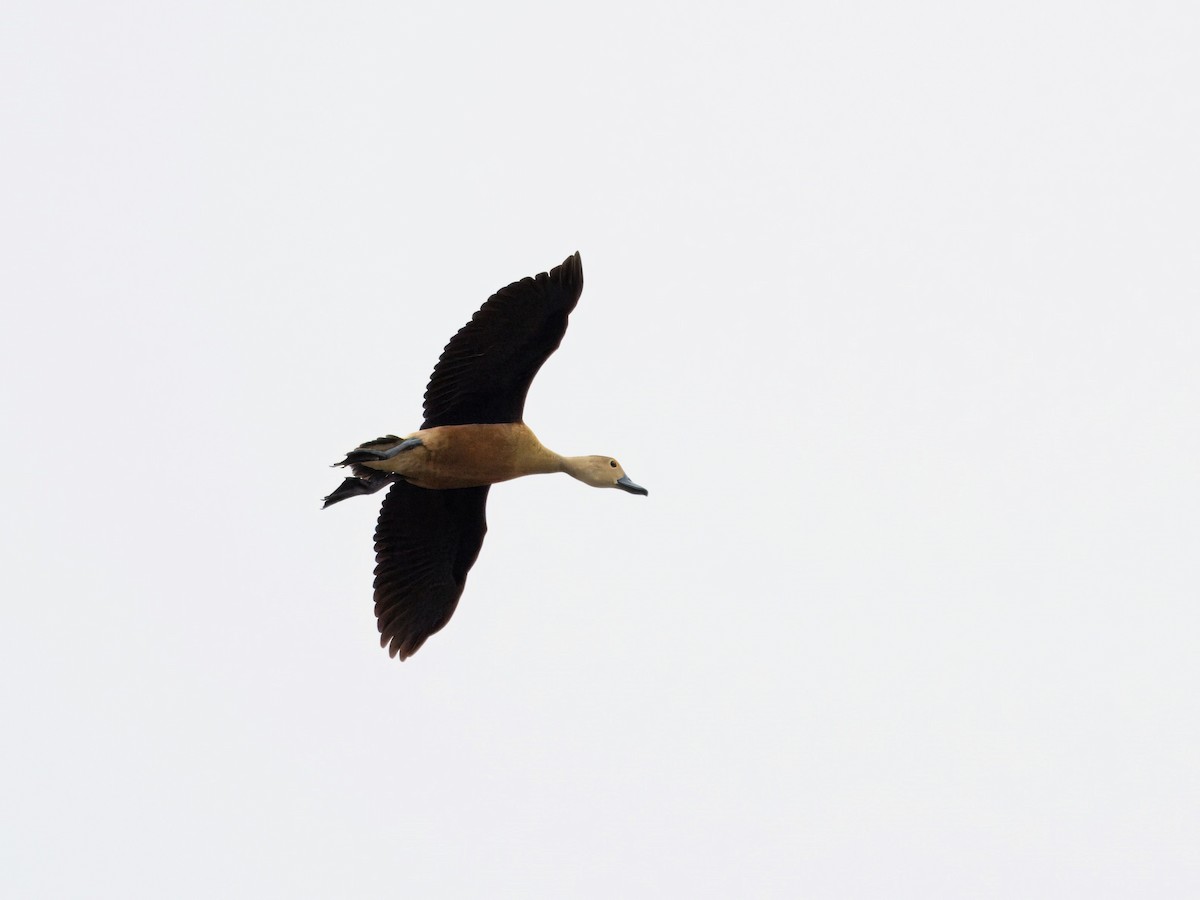 Lesser Whistling-Duck - ML620478394