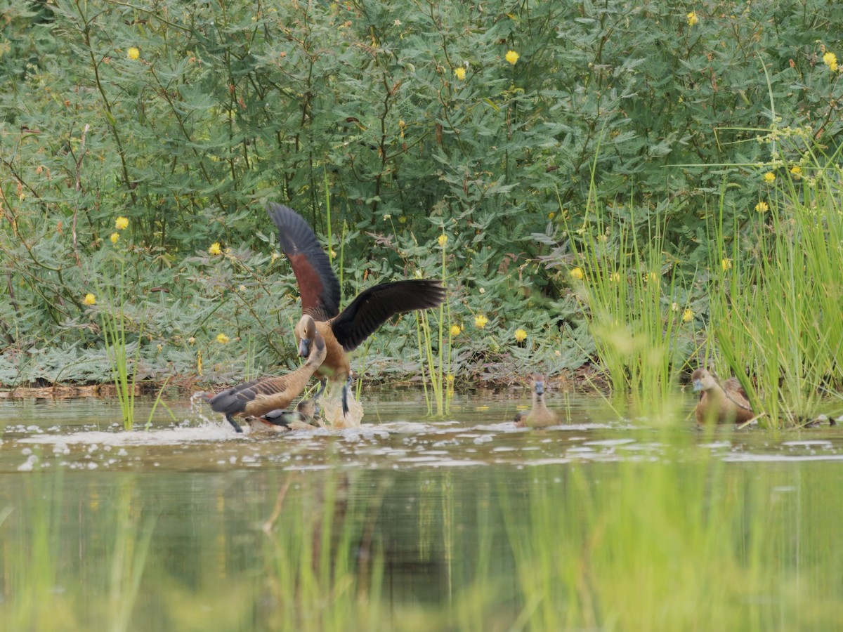 Dendrocygne siffleur - ML620478396