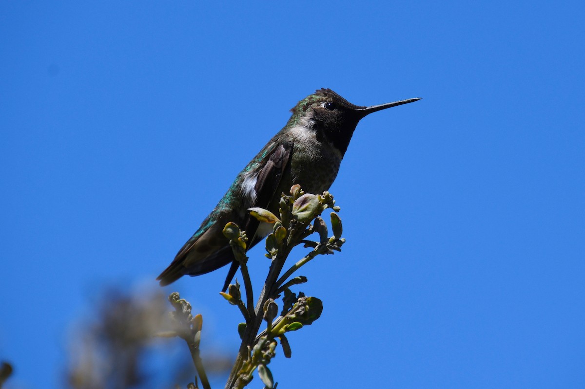 Anna's Hummingbird - ML620478397