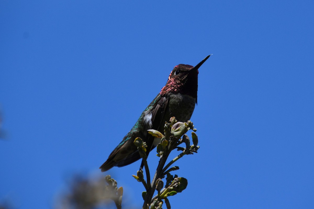 Anna's Hummingbird - ML620478402