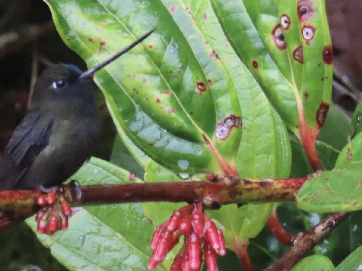 Green-fronted Lancebill - ML620478404