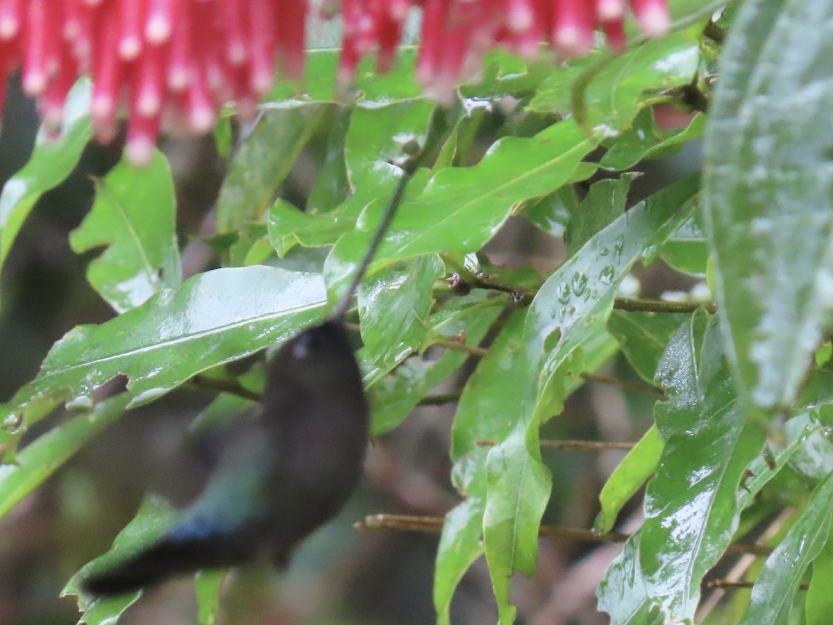 Green-fronted Lancebill - ML620478405