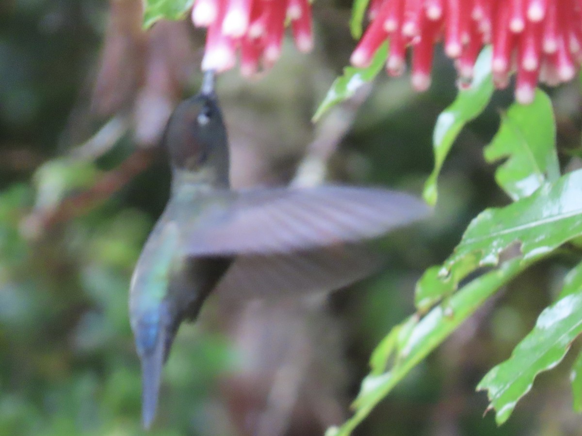 Green-fronted Lancebill - ML620478406