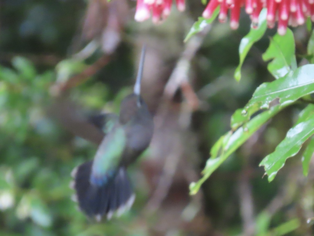 Green-fronted Lancebill - ML620478407