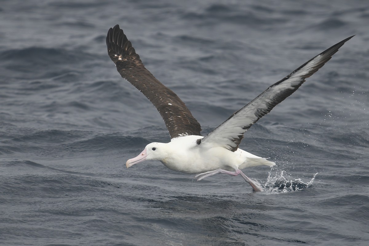 Northern Royal Albatross - ML620478408