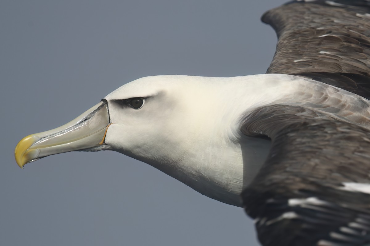 Albatros à cape blanche - ML620478411
