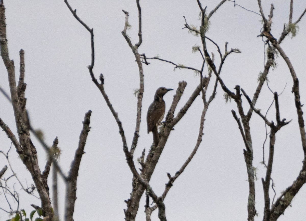 Regent Bowerbird - ML620478412