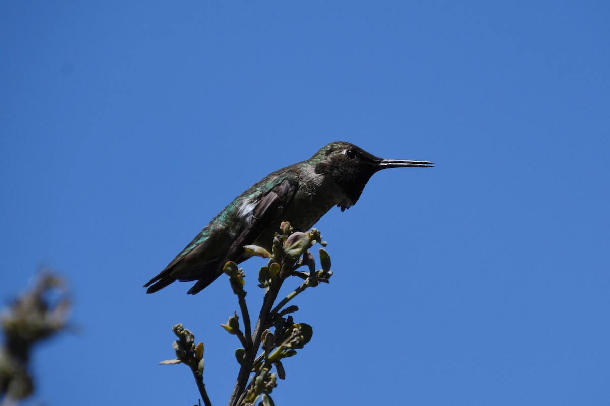 rødmaskekolibri - ML620478414