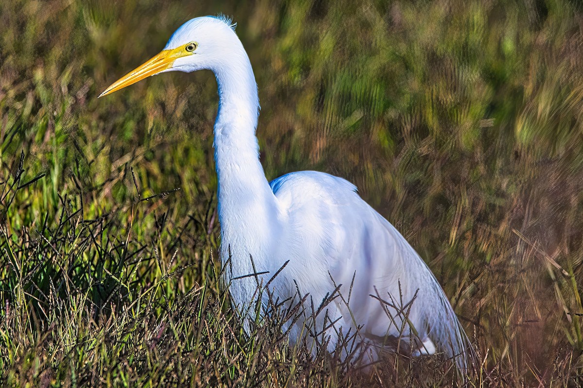 Plumed Egret - Alfons  Lawen