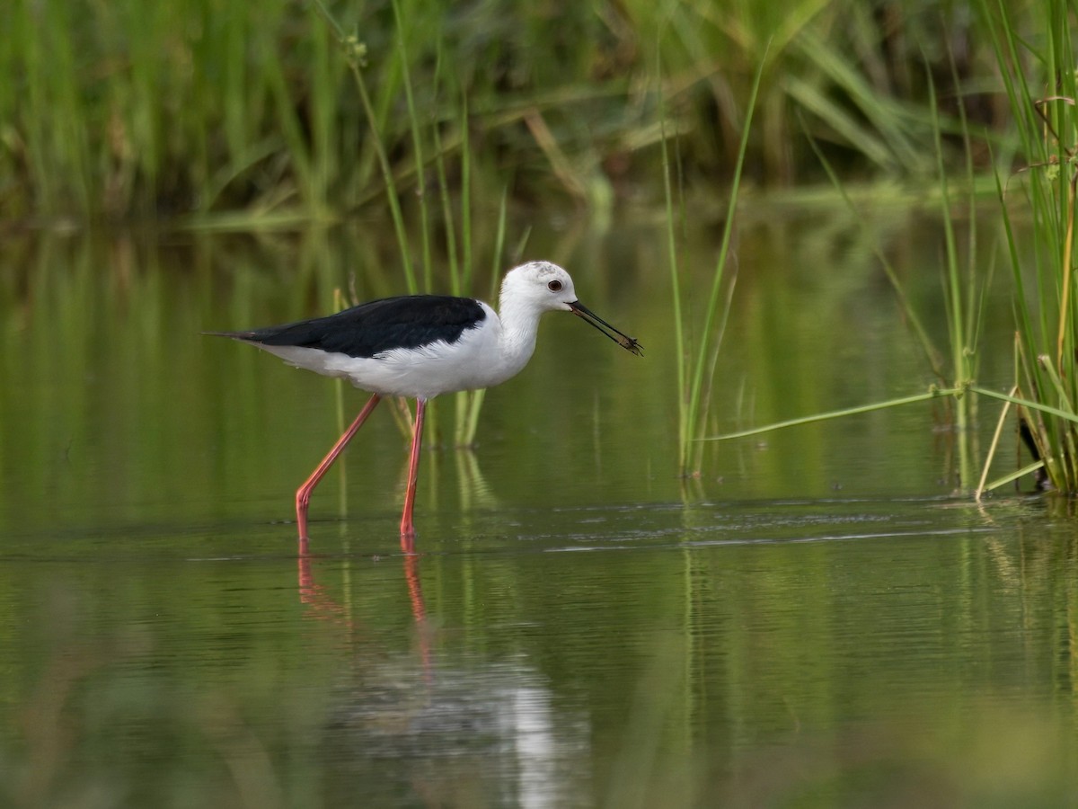 Black-winged Stilt - Evelyn Lee