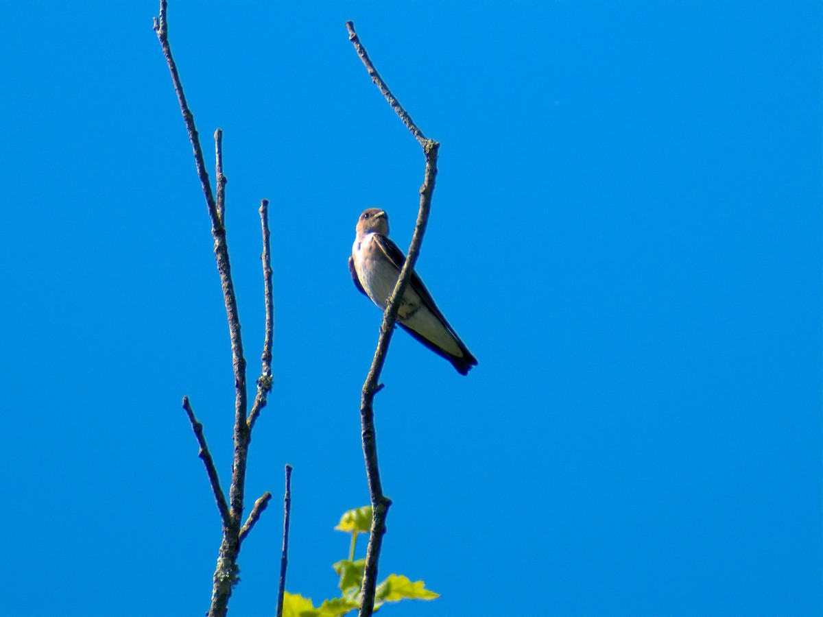 Northern Rough-winged Swallow - ML620478421